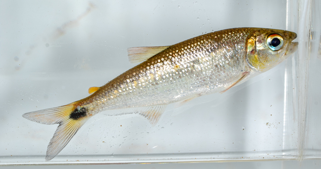 Brycon petrosus