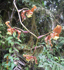 Cyrtochilum serratum