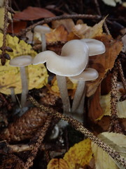 Clitocybe metachroa