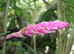 Guzmania remyi