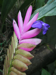 Wallisia pretiosa