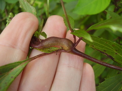 Procecidochares alani
