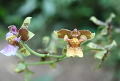 Cyrtochiloides