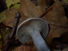 Clitocybe metachroa