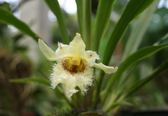 Chondroscaphe embreei