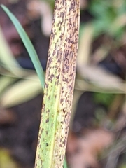Puccinia nakanishikii