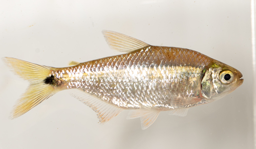 Bryconamericus emperador