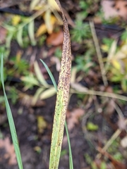 Puccinia nakanishikii