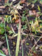 Puccinia nakanishikii
