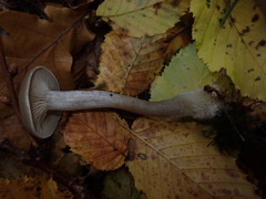 Clitocybe metachroa