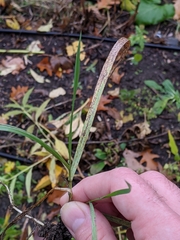 Puccinia nakanishikii