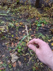 Puccinia nakanishikii