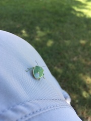 Chlorochroa uhleri