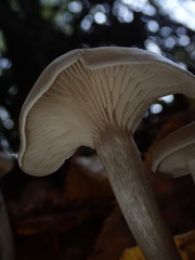 Clitocybe metachroa