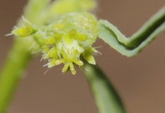 Euphorbia bilobata