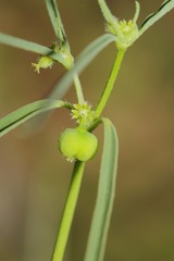 Euphorbia bilobata