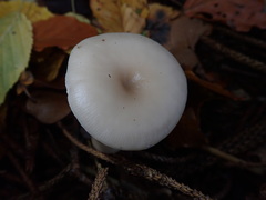 Clitocybe metachroa