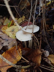 Clitocybe metachroa