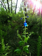 Salvia patens