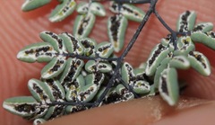 Argyrochosma limitanea