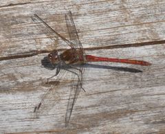 Sympetrum nigrifemur