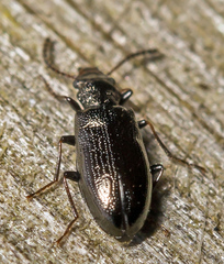 Rabocerus gabrieli