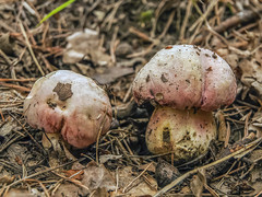 Rubroboletus lupinus