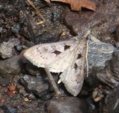 Mecyna asinalis