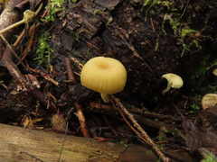 Chrysomphalina grossula