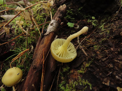 Chrysomphalina grossula