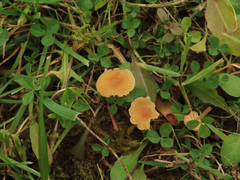 Galerina graminea