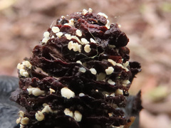 Calycellina alniella