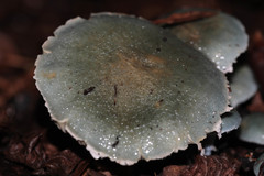 Stropharia