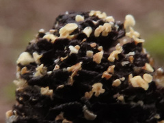 Calycellina alniella