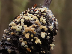 Calycellina alniella