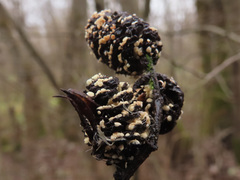 Calycellina alniella