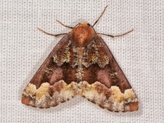 Caripeta pulcherrima