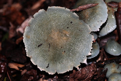 Stropharia