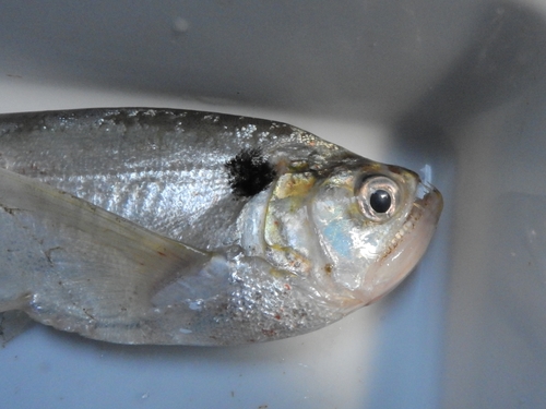 Dogtooth characin (Cynodon gibbus) — Cynodontidae — 5