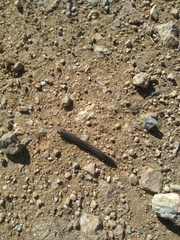 Ommatoiulus diplurus