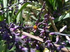 Harmonia axyridis