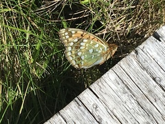 Argynnis xipe