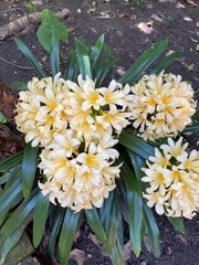 Clivia miniata citrina