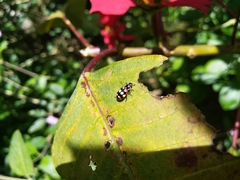 Eriopis connexa