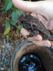 Sclerophrys gutturalis