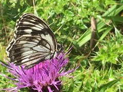 Melanargia halimede