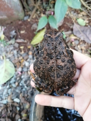 Sclerophrys gutturalis