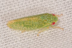 Rugosana