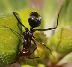 Endiodioctes