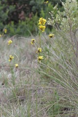 Bobartia orientalis
